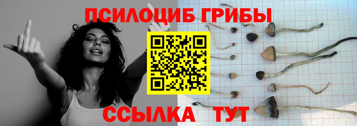 Бийск  Галлюциногенные грибы GOLDEN TEACHER  дарнет шоп  Вход с VPN  Псилоцибиновые грибы Psilocybe 